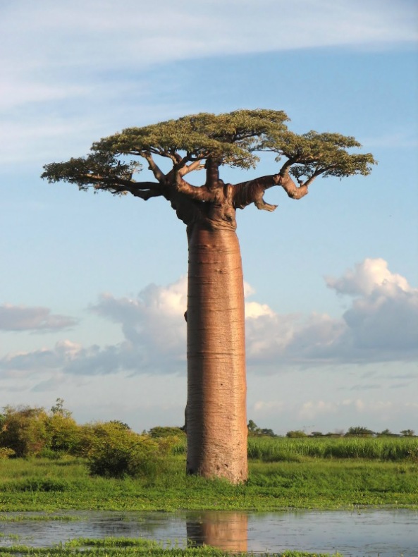 baobab-tree-madagascar