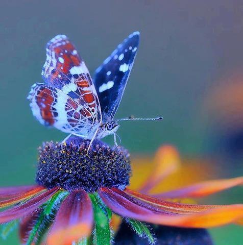 Flower-Butterfly