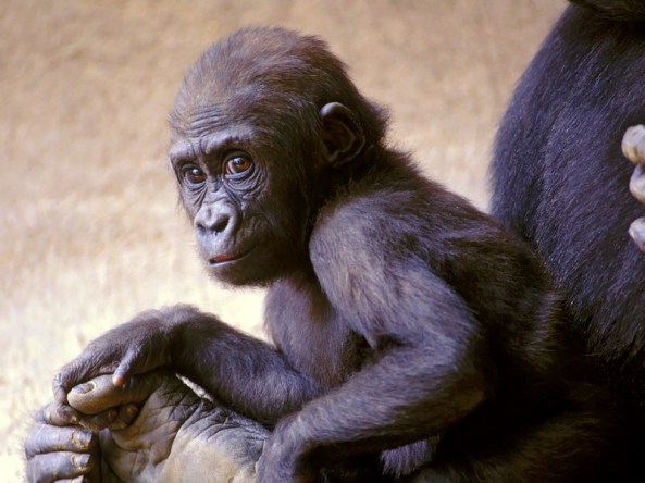 Young-Gorilla-with-Mother