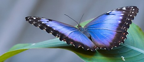 papillonbleu