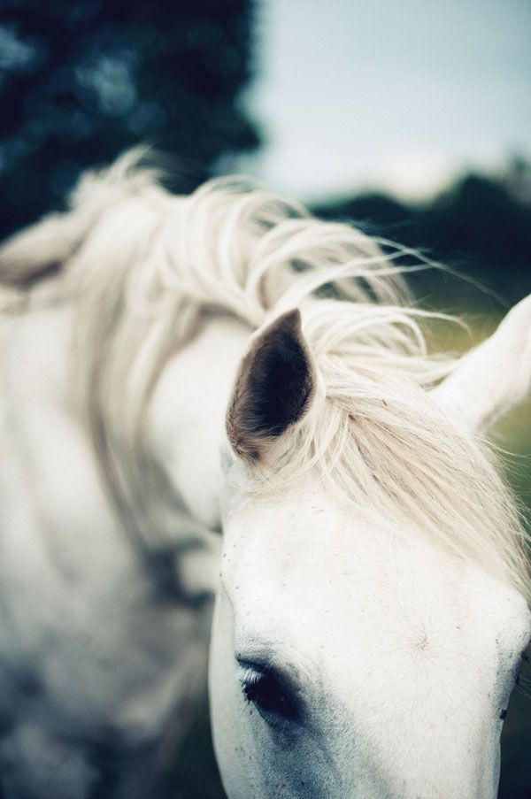 White Horse