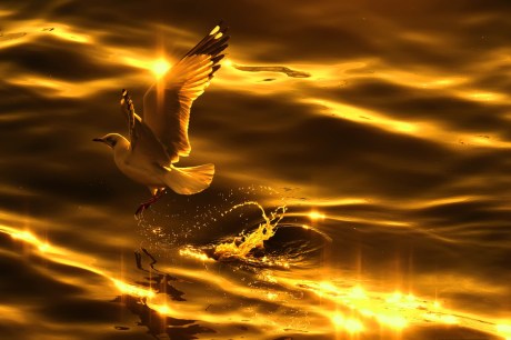 Golden Bird